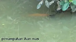 Nembak Ikan Mas Monster Gagal