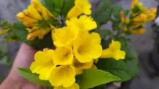 Tecoma plant , Care in winter🥰