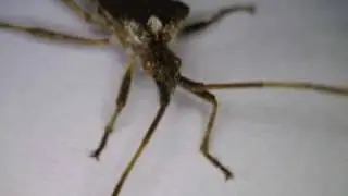 Insect under microscope