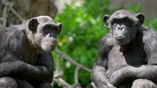 Life in the World&rsquo;s Largest Rainforests Amazon, Congo, Southeast Asia