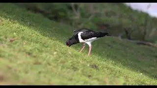 Oystercatcher 