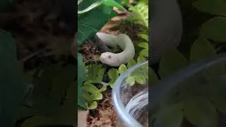 Varid the #baby western #hognose #snake . #cute #pets #shorts #animals #babies #snow #explore