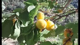 Summer yellow apricot