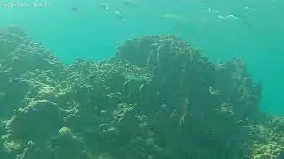 Spearfishing West Coast Barbados