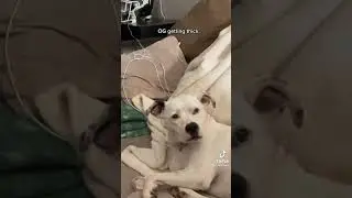 OG getting THICK TikTok (Full Video) #funny #meme #tiktok #lol #dog
