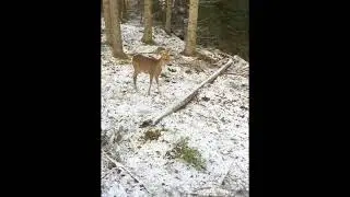R&aring;djur jagar drivande hund