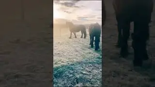Cold and frosty #frostymornings #frost #winter #winterspecial #horse #friesianhorse #horse #viral