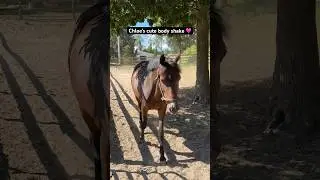 Morgan Horse Does The Cutest Body Shake 🩷 #shorts