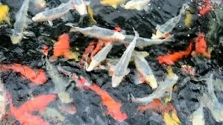Modern Koi Blog #934 - Niigata Spezial: Oya Koi Farm