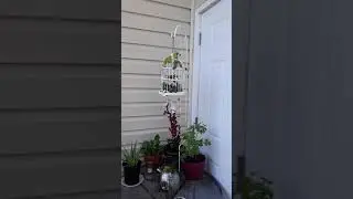 My zen corner 83019