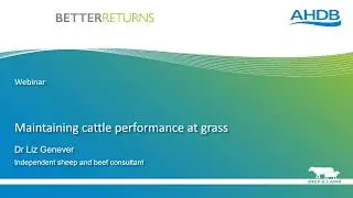 Maintaining cattle performance at grass