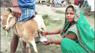 Beautiful Women Milk GOAT by hand - USHA-My village life बकरी से दूध कैसे निकालते है ? part 1