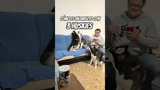 &iquest;C&Oacute;MO ES UN DIRECTO CON 3 HUSKIES SIBERIANOS? 🤔🤦&zwj;♂️🤣#huskylife #huskylive #shortsviral