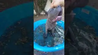 canecorso 1st summer pool party 2024 #remix