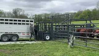 Grassfed Cattle Move without Stress - Tyner Pond Farm