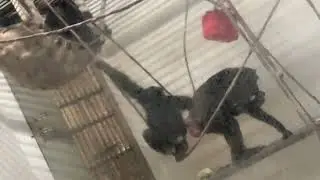 とべ動物園チンパンジー　2026/1/3