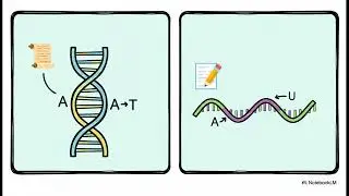 Guyton ch 3: Genetic control of protein synthesis. Cell function and reproduction