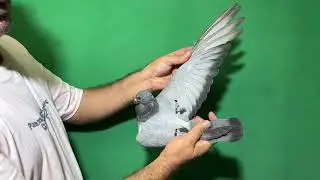 47818
