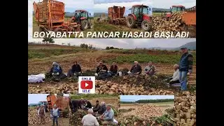 BOYABAT'TA 2024 YILI PANCAR HASADI BAŞLADI