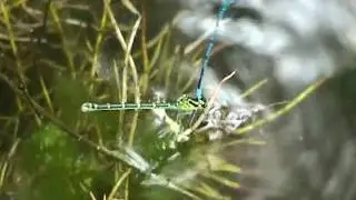 Hideous Dragonflies