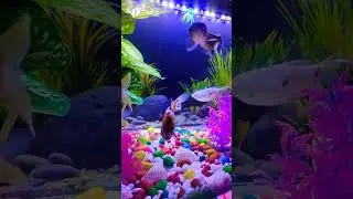 Fish Aquarium|| Colourful Fish|| #fish #aquarium #like #share #status #youtubeshorts #shorts