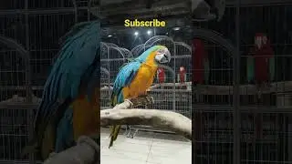Central America bird cost 3lacks ..Ammu's pets Hyderabad