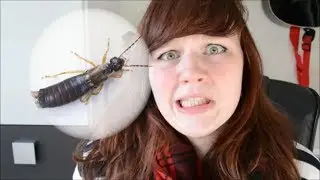 MacMoustache Memories: The Earwig
