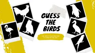 Guess the birds from shadows 🌟🐦~ Vocabulary for kids