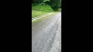 Butterflies in summer
