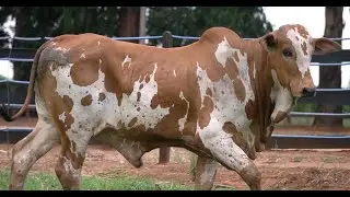 LOTE SAVA 29