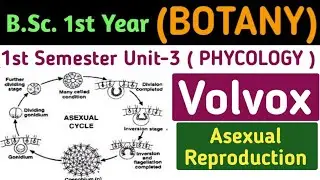 Asexual Reproduction in Volvox/BSc 1st Year 1st Semester Botany/Volvox Asexual Reproduction in Hindi