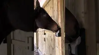 Hur man l&auml;r sin h&auml;st slicka p&aring; saltstenen 🐴