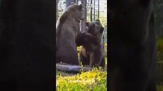 What Do Grizzly Bears Sound Like | Brown Bears Growls and Roars