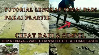 cara cepat semai padi menggunakan plastik