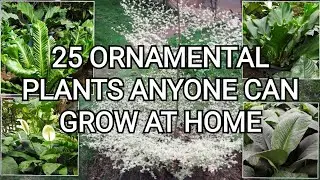 Easy to Grow Ornamental Plants | Plants in the Philippines