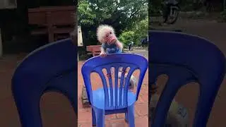 The baby monkey sat on the chair and ate longan.