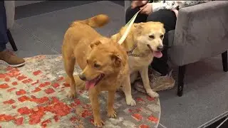 ND Today: Furry Friends Rockin&rsquo; Rescue