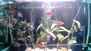 Please Support My Silent Live with Gold Fish....