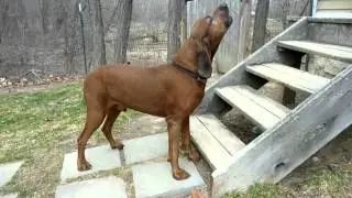 Redbone Coonhound Howling