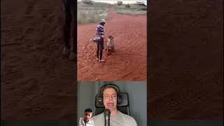 Tiger #cheetahconservation #reaction #duet #funny