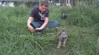 Wolf Park Week - May 30, 2010 - Part 3
