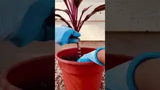 How to Propagate Ti Plant from Cuttings