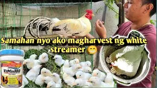 Harvesting day old chick Healthy white Streamer Kanawayon