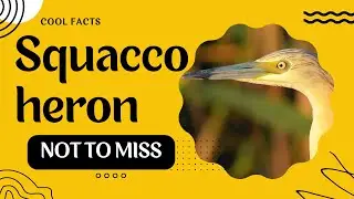 squacco heron facts