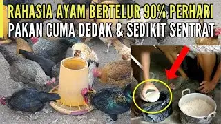 PAKAN CUMA DEDAK BERTELURNYA 90% PERHARI - INI RAHASIANYA !!