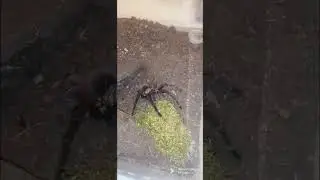 Brazilian pink bloom tarantula is on edge