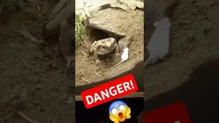 Watch This MASSIVE TOAD Pull Off The Most INSANE Mouse Hunting Move Ever!