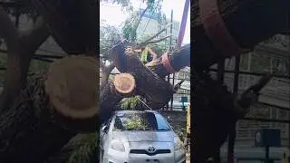 Woodworking process of cutting a fallen tree that hit a car #shorts #treecutting #car