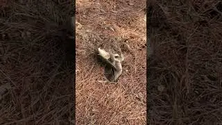 Snapping Turtle Flips Over