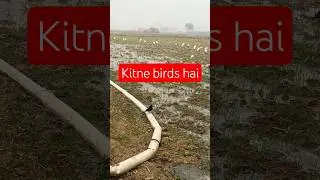 kitne birds 🕊️🐦 hai | how many birds| #puzzle #tutorial #trending